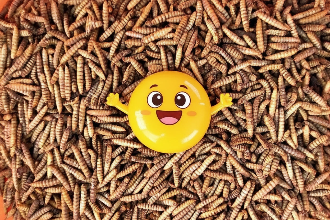 Black Soldier Fly Larvae (1 lb) MOA EGG BOOST BLEND