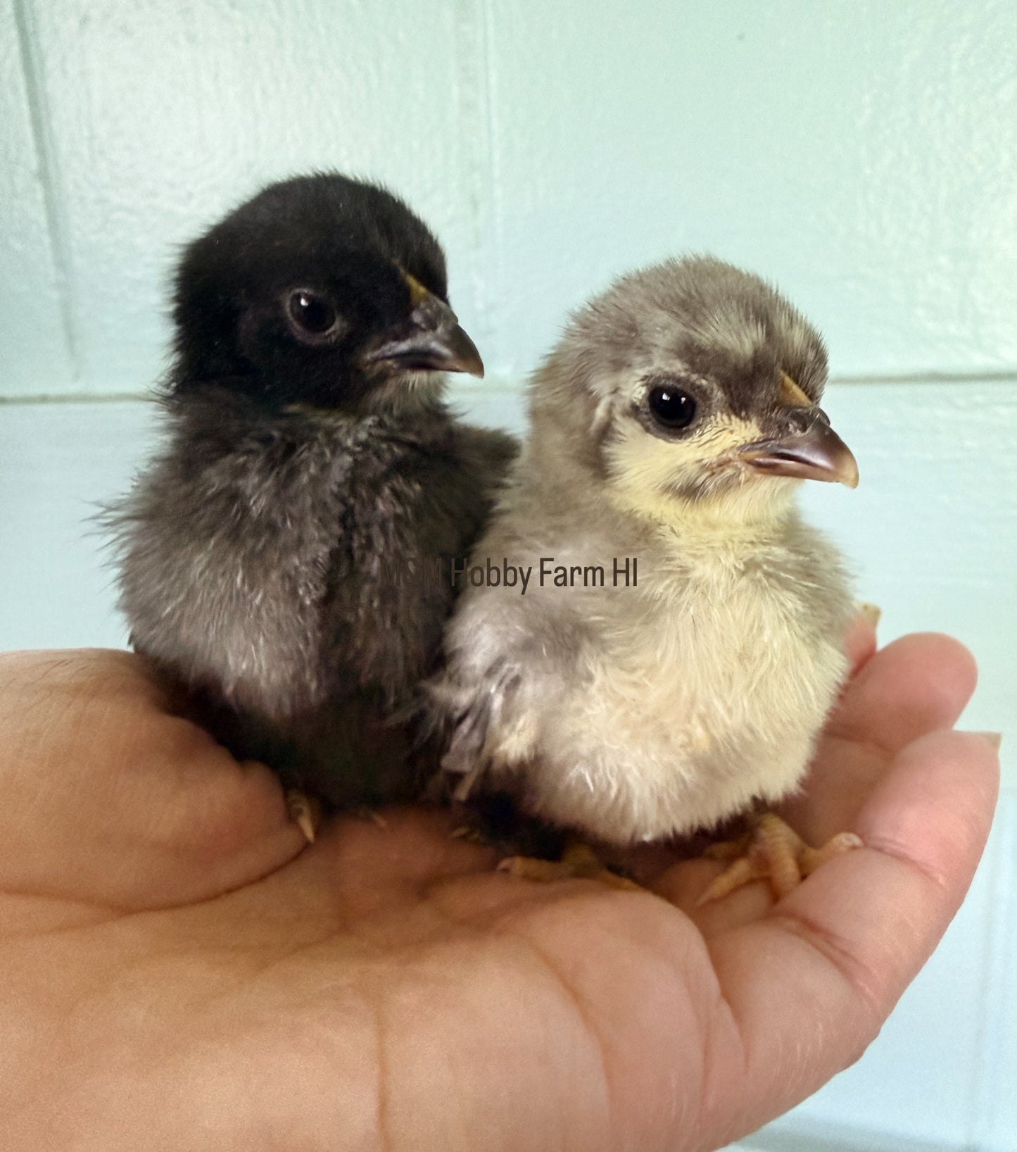 2 tiny baby chicks, a black one and yellow & gray chick sitting in the palm of a hand