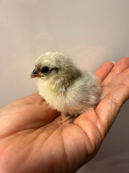 Small serama chick being held in a person's hand with a plain background