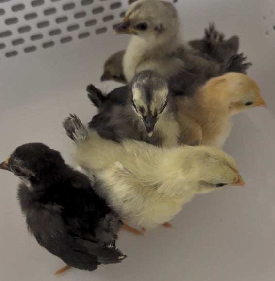 Serama chicks under 6 wks old (PICK UP ONLY)