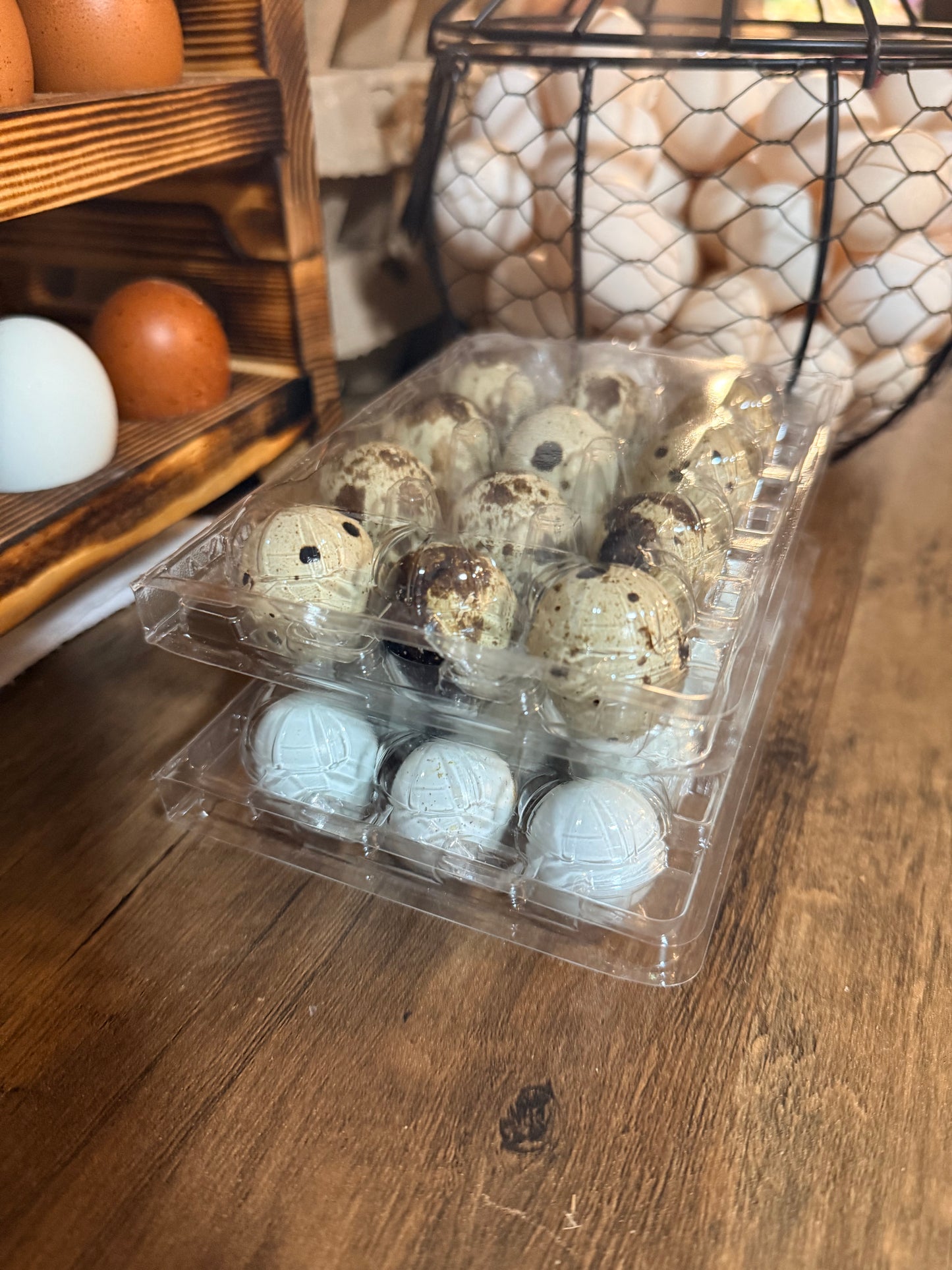 Coturnix Quail (Celadon line)  – Chicks & Adults