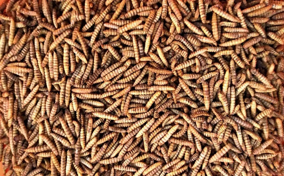 Black Solder Fly Larvae (1 lb)