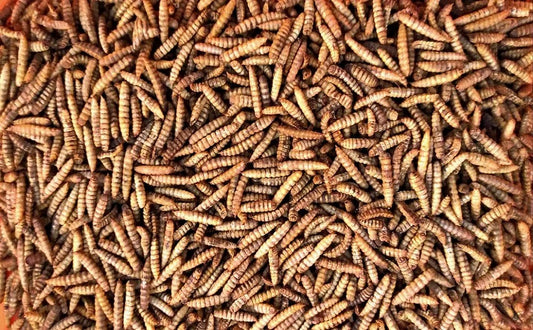 Black Soldier Fly Larvae (1 lb)