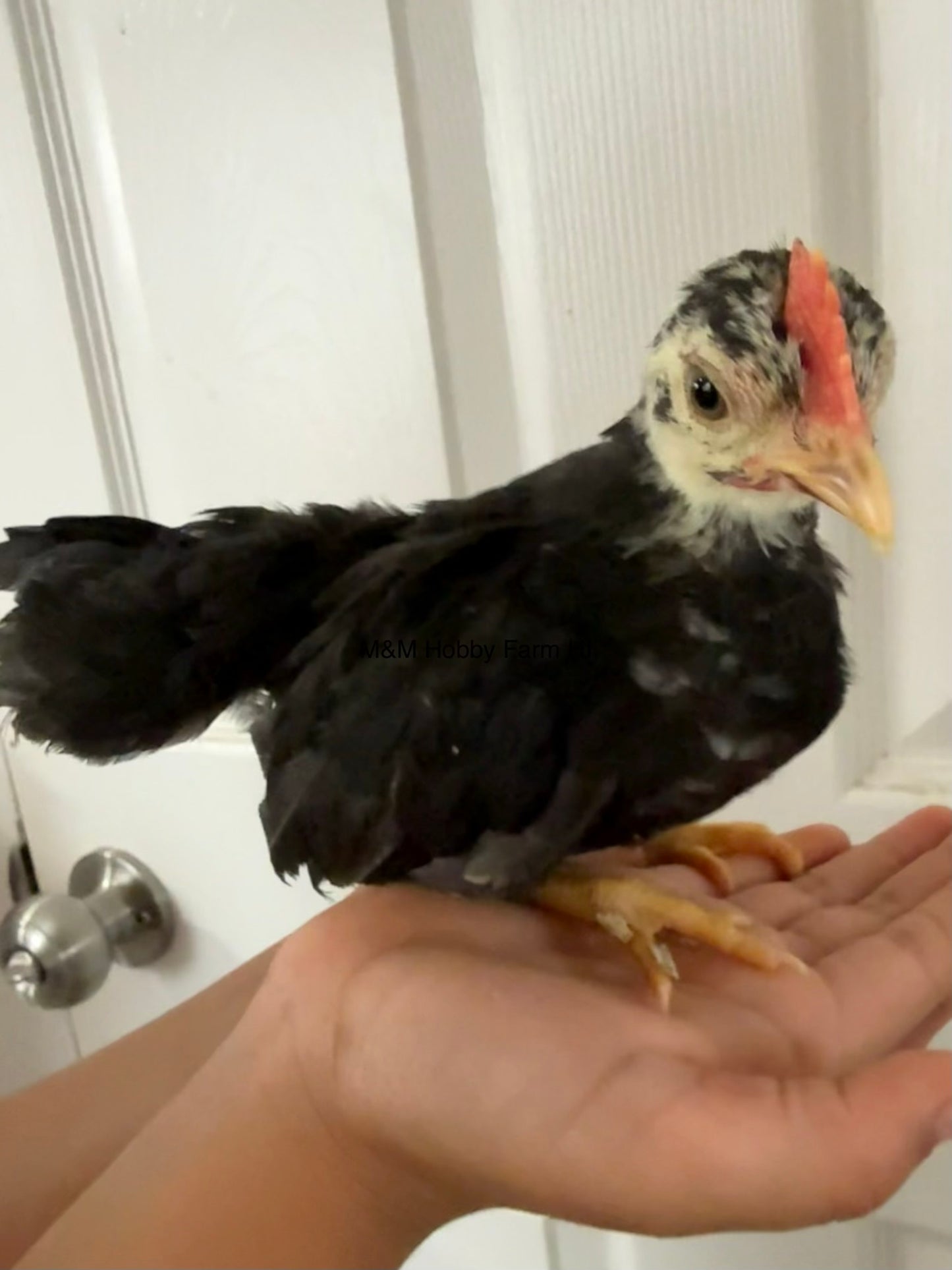 Juvenile Serama  (6 weeks - 4 months) - PICKUP ONLY