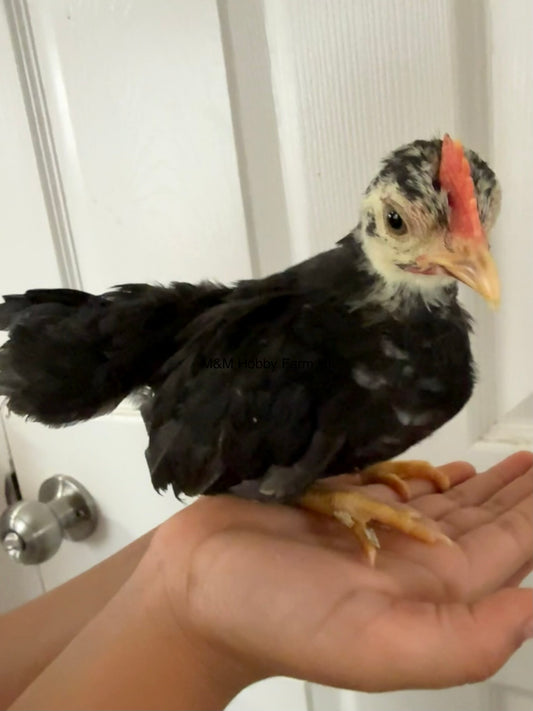Juvenile Serama  (6 weeks - 4 months) - PICKUP ONLY