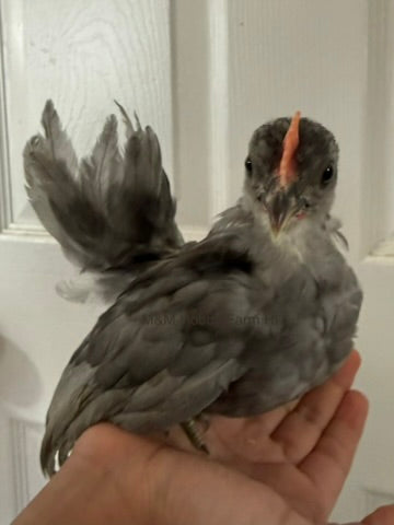 Juvenile Serama  (6 weeks - 4 months) - PICKUP ONLY