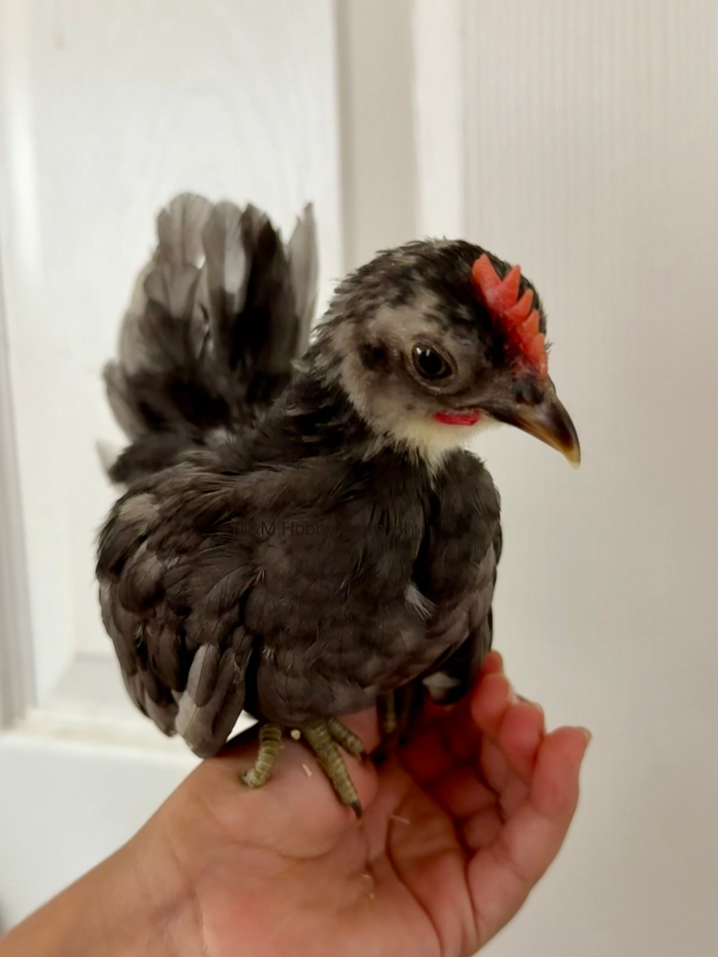 Juvenile Serama  (6 weeks - 4 months) - PICKUP ONLY