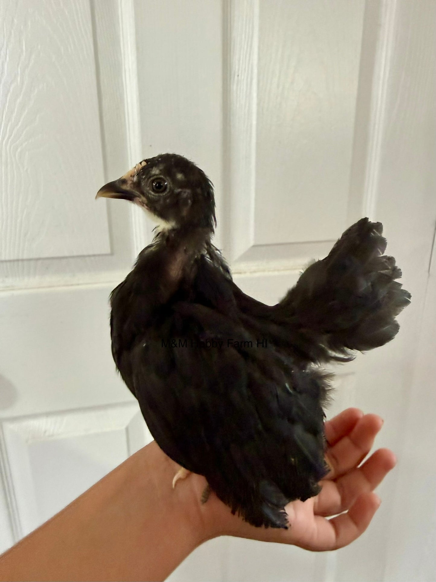 Juvenile Serama  (6 weeks - 4 months) - PICKUP ONLY