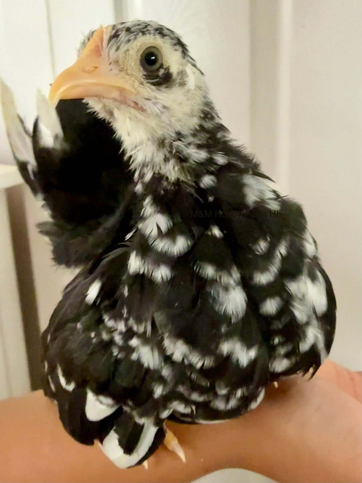 Juvenile Serama  (6 weeks - 4 months) - PICKUP ONLY