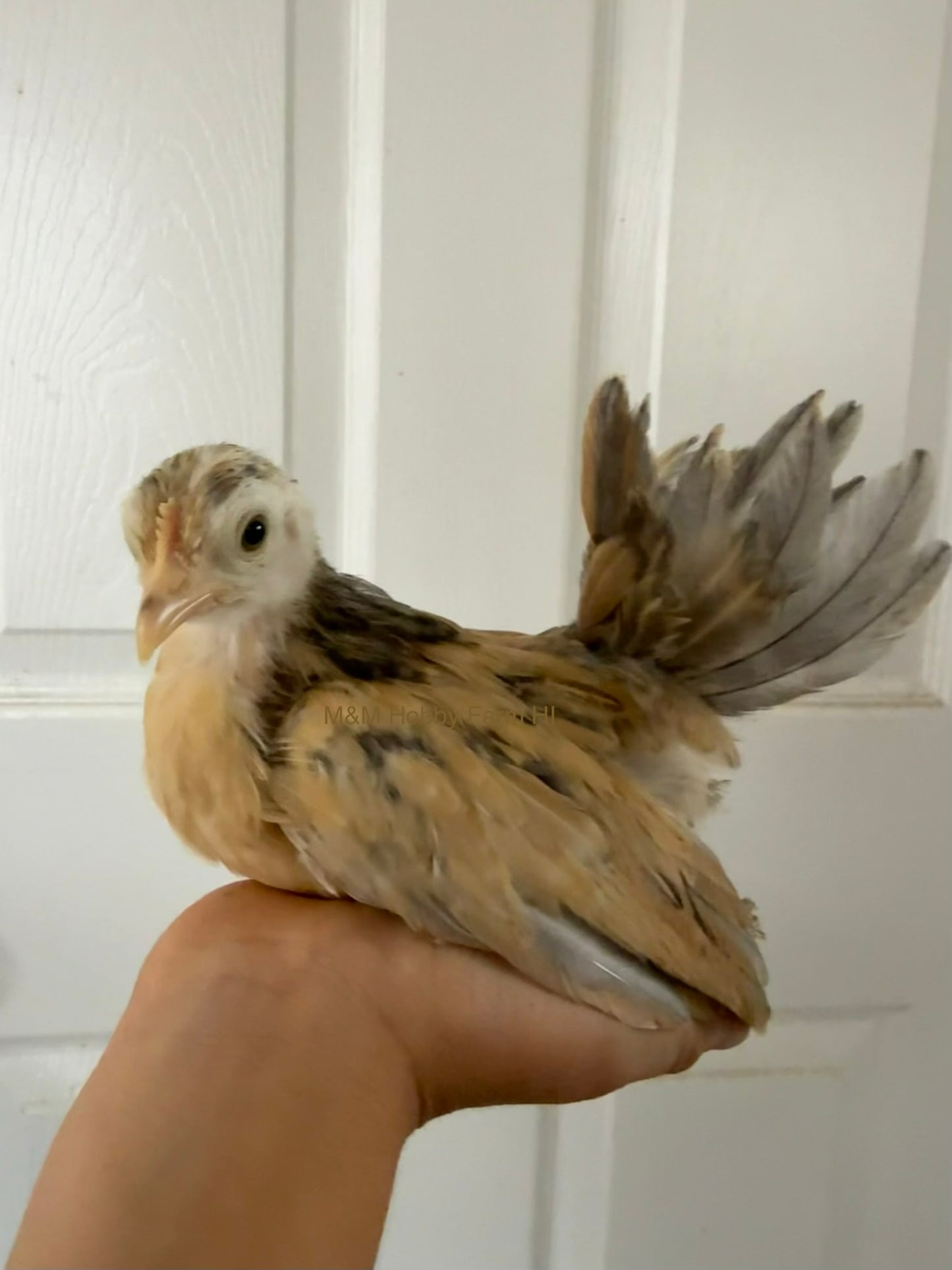 Juvenile Serama  (6 weeks - 4 months) - PICKUP ONLY