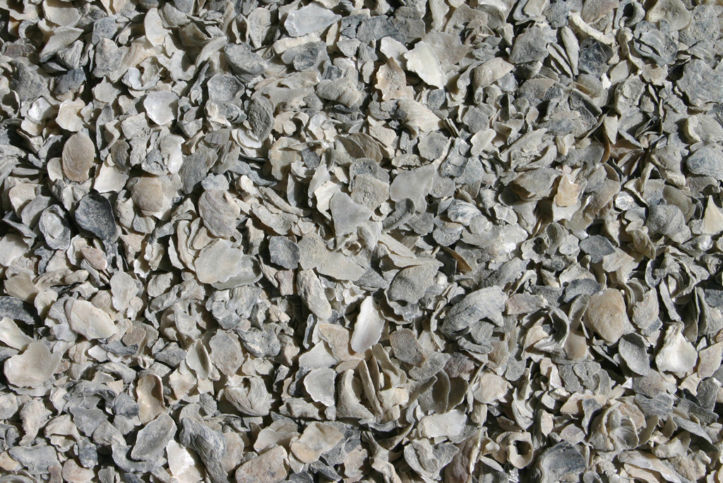 Pacific Pearl Oyster Shell (5lb)