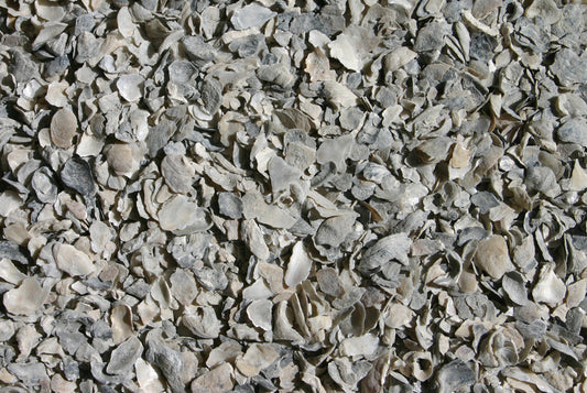 Pacific Pearl Oyster Shell (5lb)