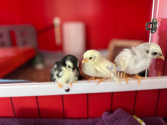 Three baby chicks on a red surface with a blurred background