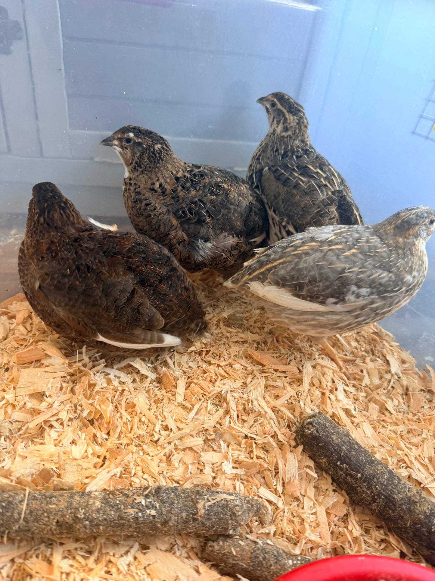 Mixed Cortunix Quail quad