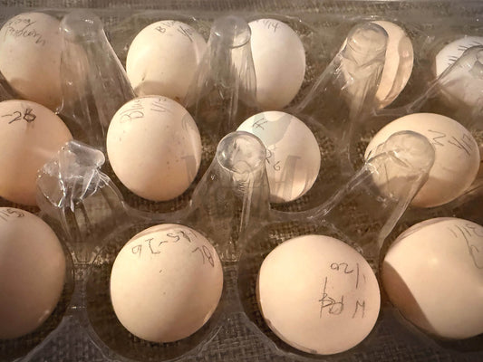 Serama eggs in a transparent plastic container with labels on a dark surface
