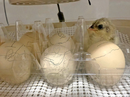 Chick emerging from a cracked egg in an incubator with other eggs.