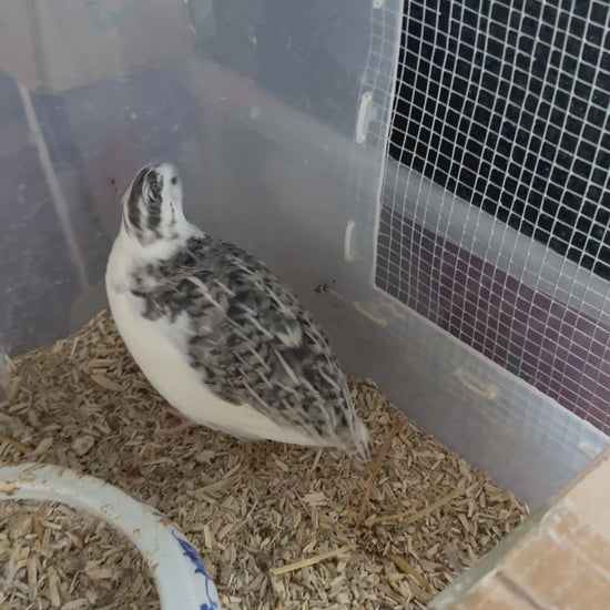 Tuxedo Cortunix quail pair