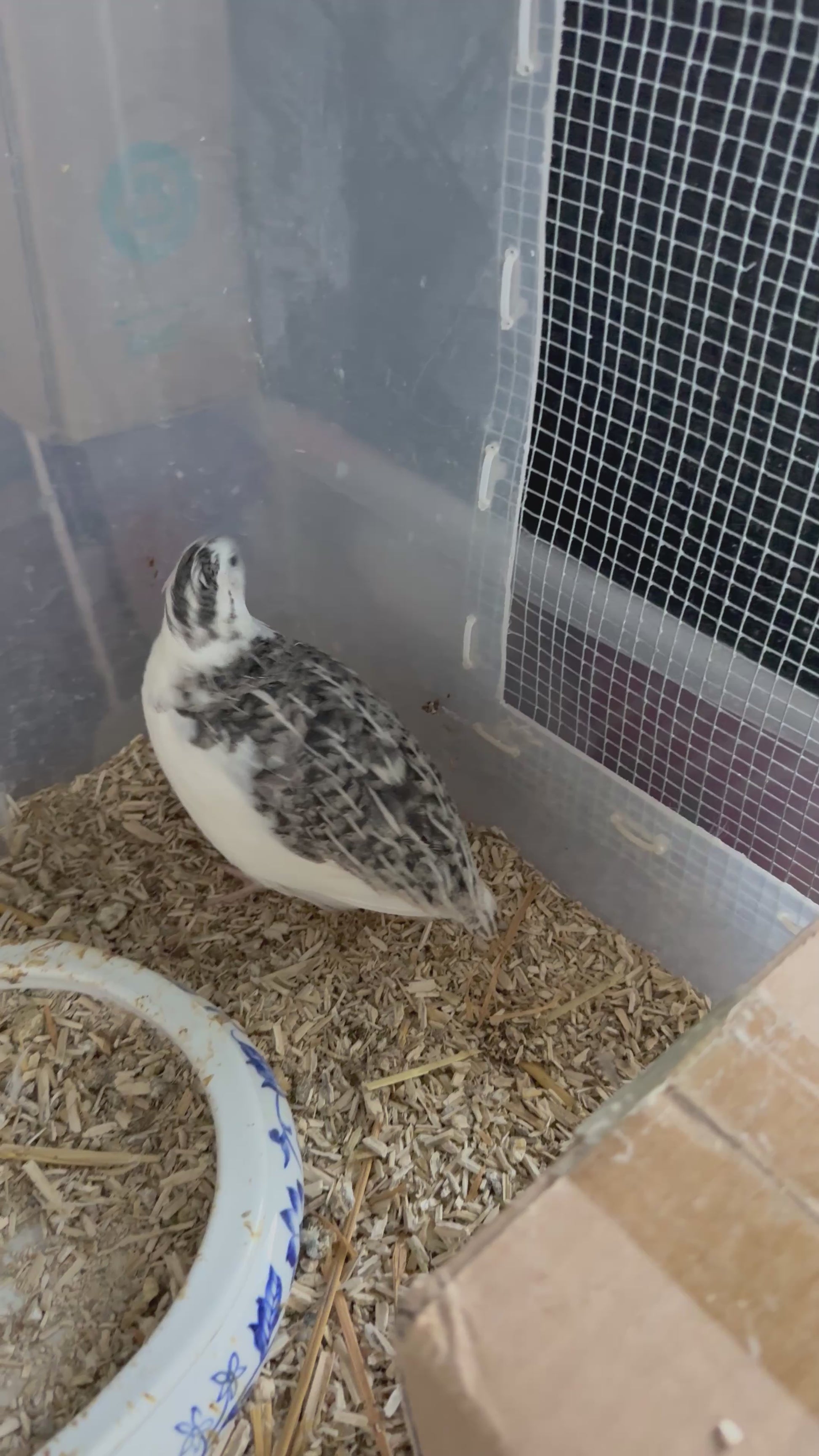 Tuxedo Cortunix quail pair