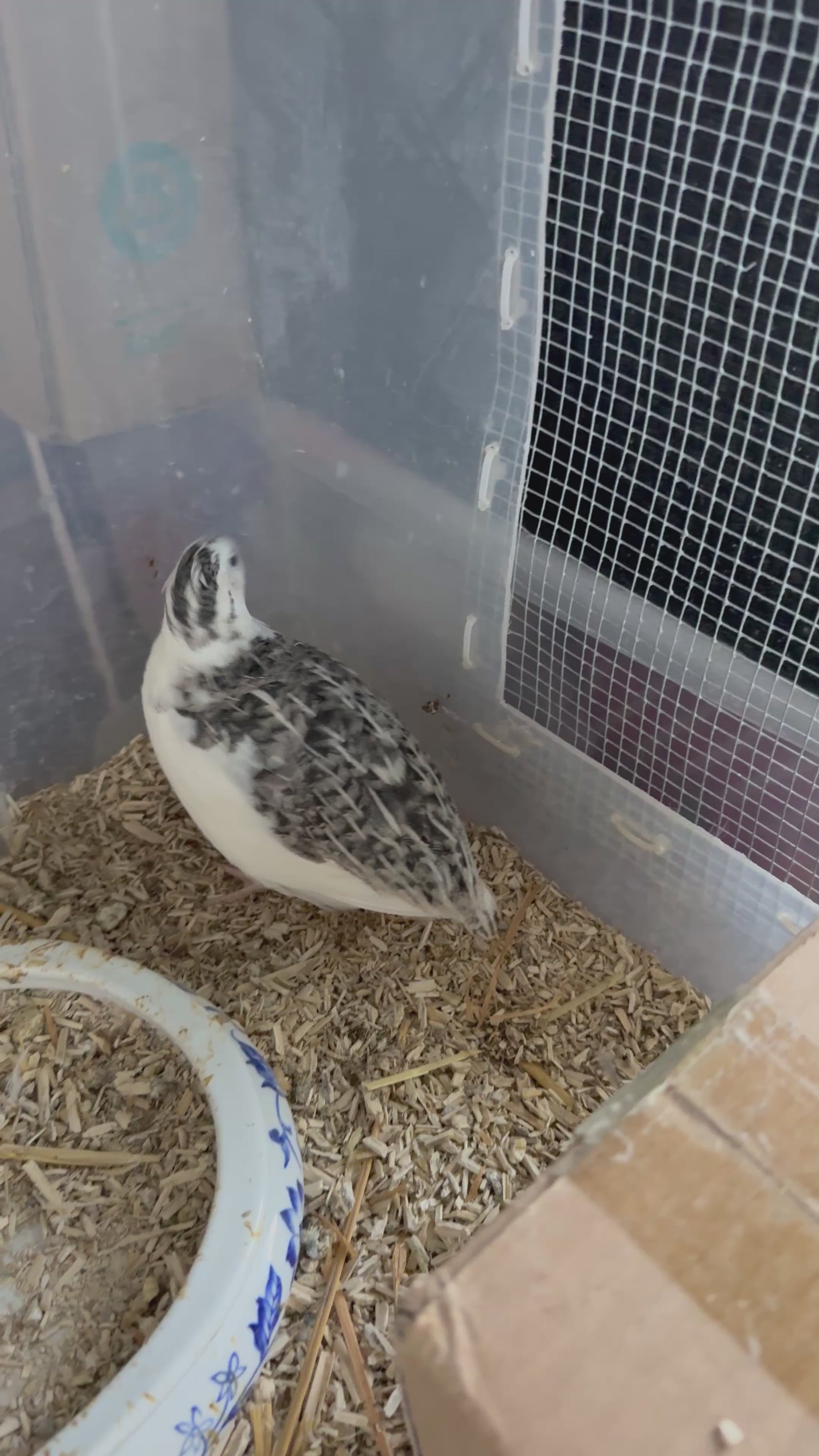 Tuxedo Cortunix quail pair